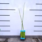  Japonský prasličkovec (Equisetum japonicum) - výška 50-60 cm, kont. P9